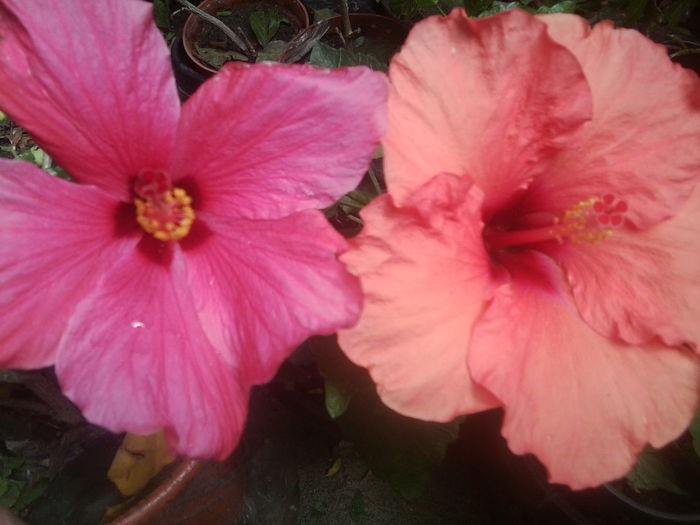 Fotografie1580 - hibiscusi 2014-1