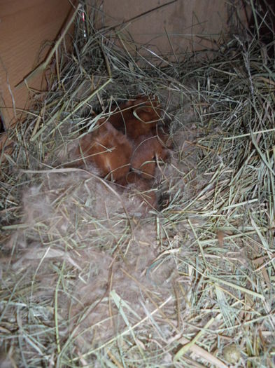 SAM_0160 - 13 - Ferma iepuri Moreni martie 2014