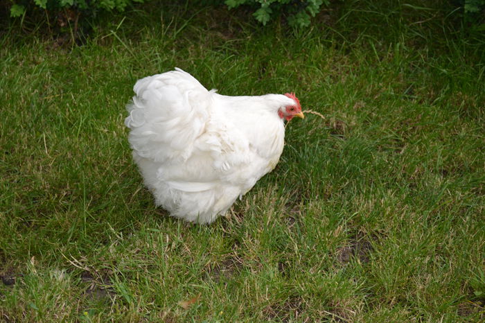 карликовый кокинкина