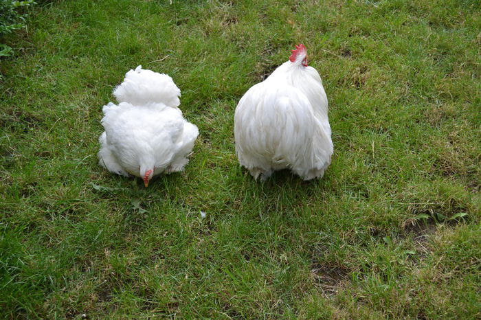 кокинкина карликовый