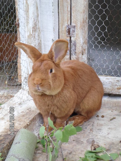 SAM_0131 - 14 - Ferma iepuri Moreni iunie 2014