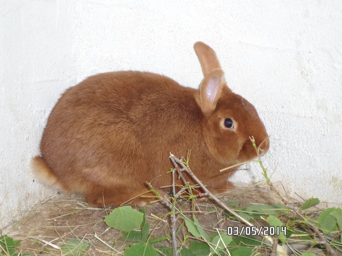 SAM_0133 - 14 - Ferma iepuri Moreni iunie 2014