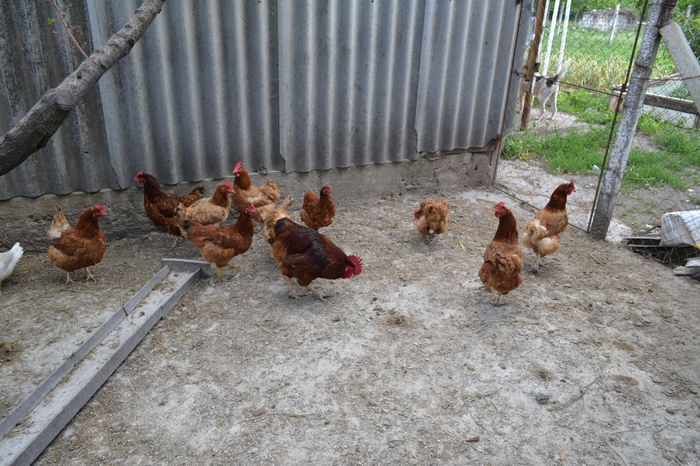 французские куры