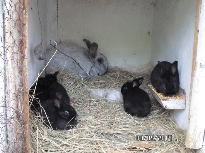 SAM_0137 - 14 - Ferma iepuri Moreni iunie 2014
