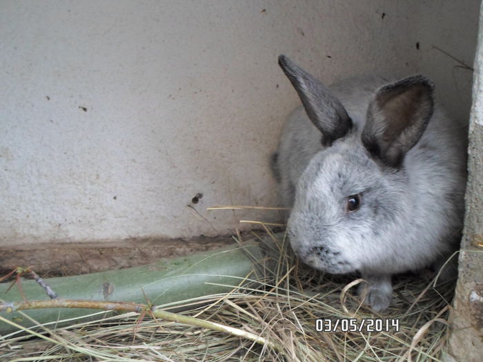 SAM_0139 - 14 - Ferma iepuri Moreni iunie 2014