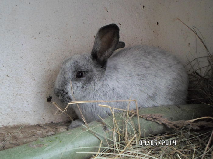 SAM_0140 - 14 - Ferma iepuri Moreni iunie 2014