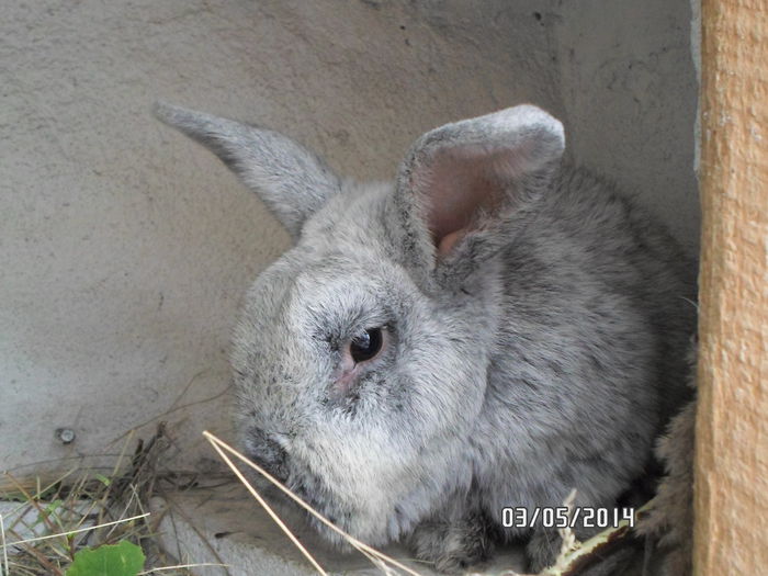 SAM_0145 - 14 - Ferma iepuri Moreni iunie 2014