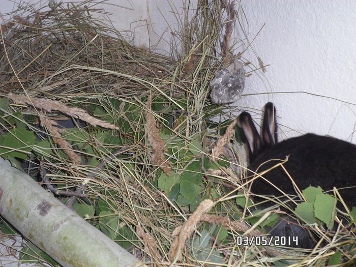 SAM_0161 - 14 - Ferma iepuri Moreni iunie 2014