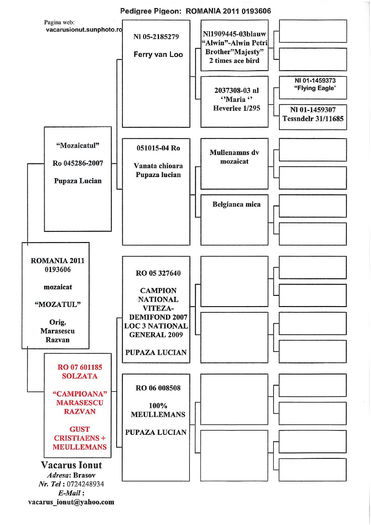 pedigree Mozatul