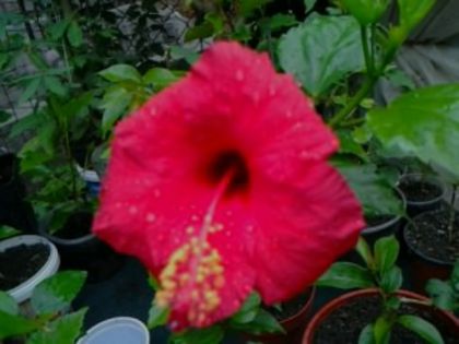 Fotografie1357arkery - Hibiscusi si Bougainvillea