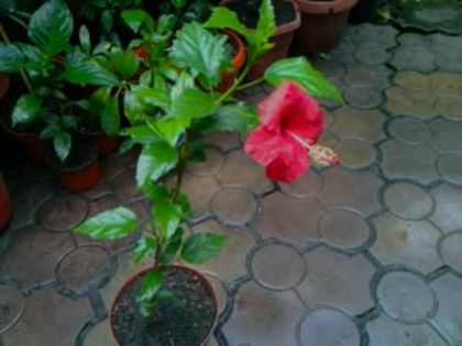 andersoni sau arkery