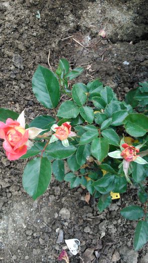 Parfum de Grasse