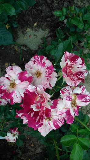 DSC_0227 - TRANDAFIRI 2014 II