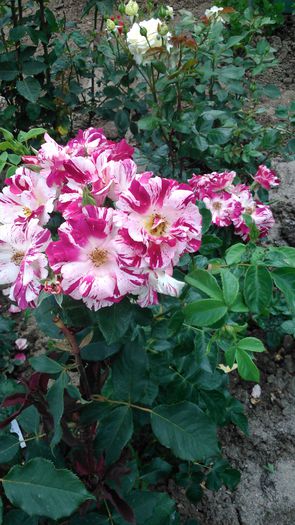 DSC_0228 - TRANDAFIRI 2014 II