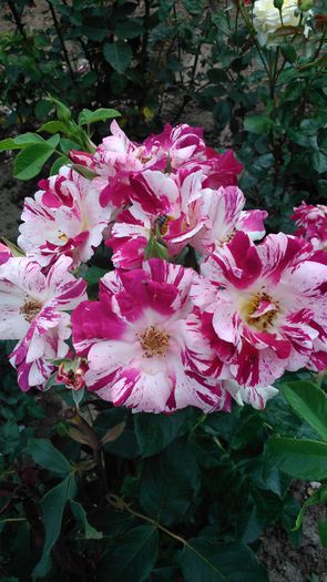 DSC_0229 - TRANDAFIRI 2014 II