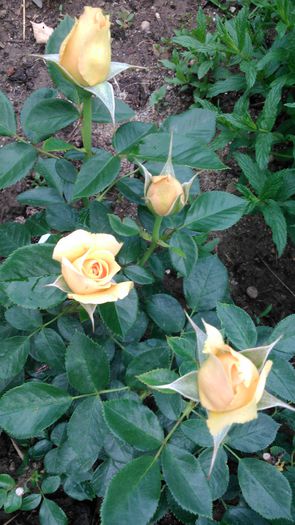 Henrietta Barnett (Harmaxim ) - TRANDAFIRI 2014 II