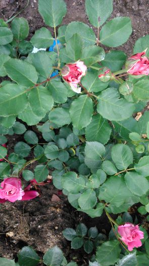 Agnes Schilinger - TRANDAFIRI 2014 II