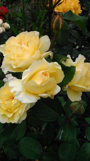 DSC_0232 - TRANDAFIRI 2014 II