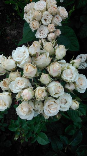 DSC_0234 - TRANDAFIRI 2014 II