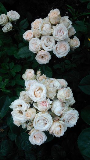 DSC_0236 - TRANDAFIRI 2014 II