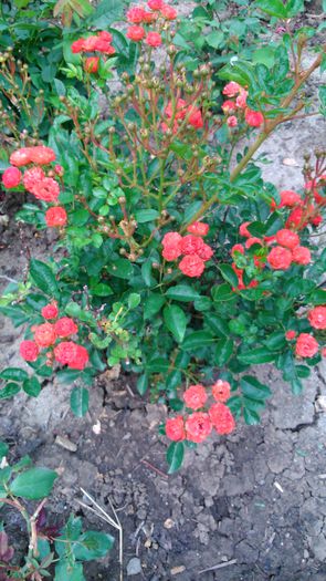 DSC_0240 - TRANDAFIRI 2014 II