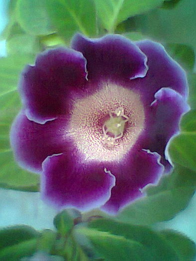 Tigrina ciclam