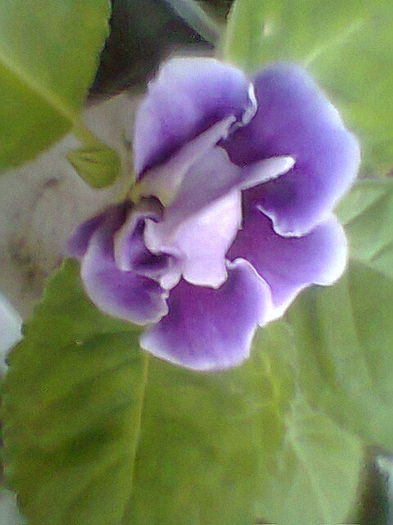Alegro purple