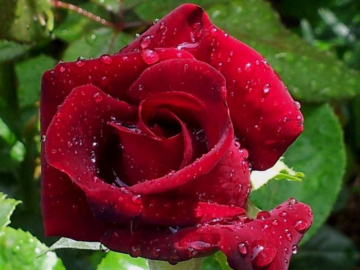 Black Baccara