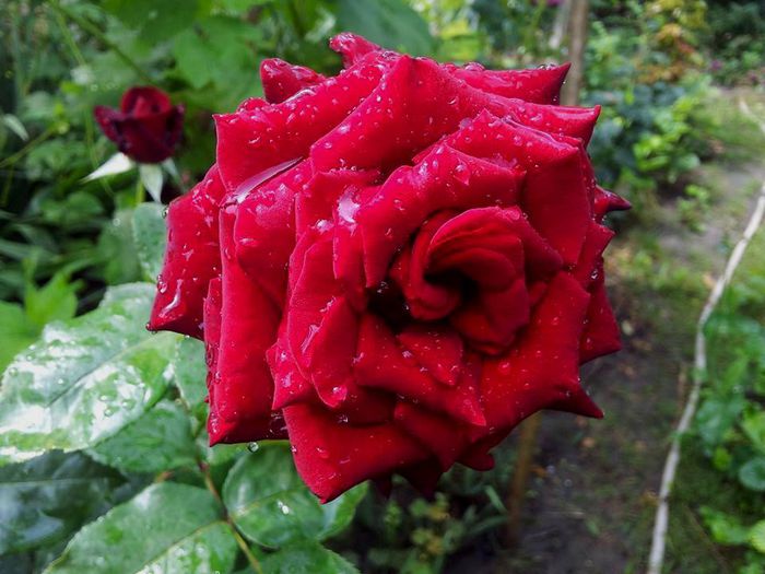 Black Baccara