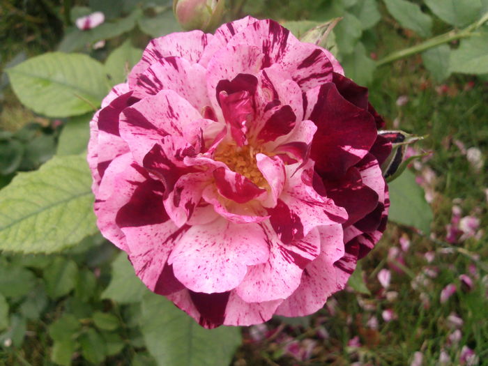 Photo3104 - 2014 Trandafiri si clematis