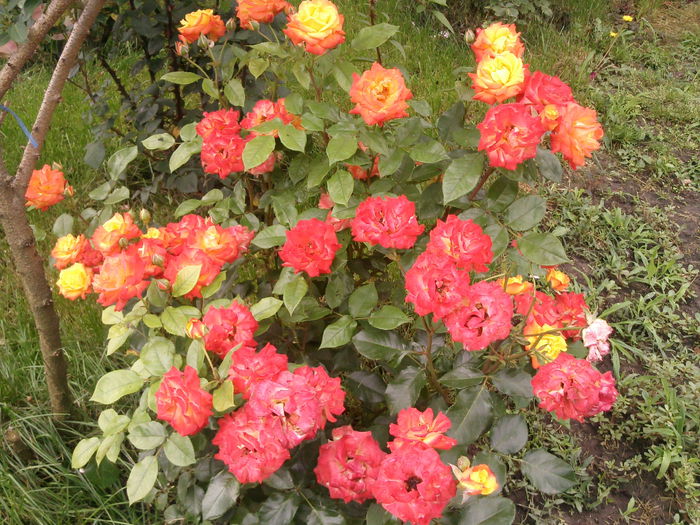 Photo3112 - 2014 Trandafiri si clematis