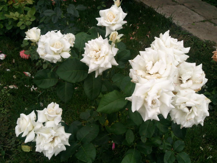 Photo3113 - 2014 Trandafiri si clematis