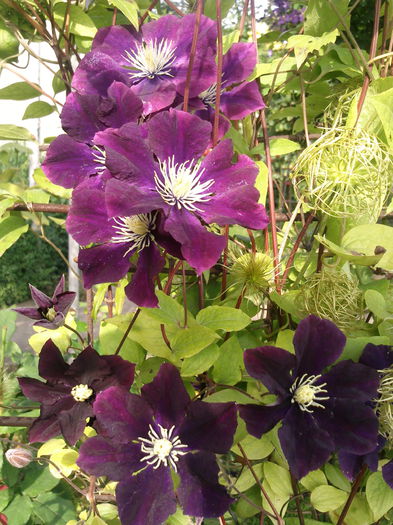 Photo3121 - 2014 Trandafiri si clematis