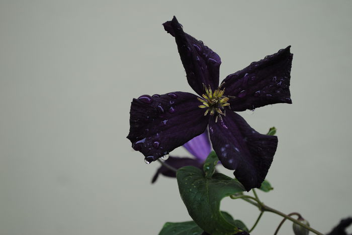 clematis Romantika,18 iunie - yyy 2014 Trandafiri si clematite