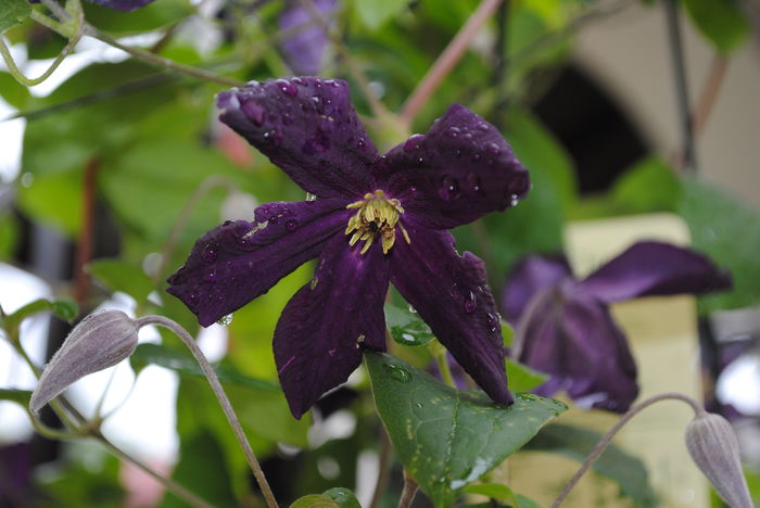 clematis Romantika - yyy 2014 Trandafiri si clematite