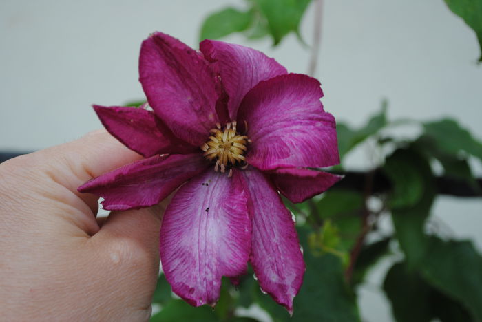 clematis Betty Risdon - yyy 2014 Trandafiri si clematite
