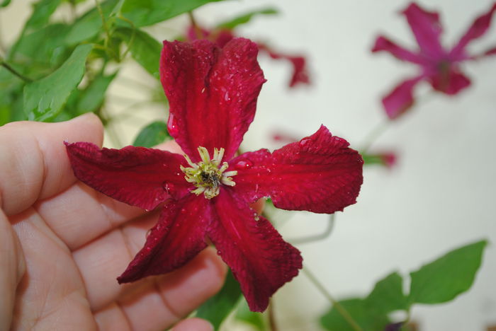 clematis Vitiwester - yyy 2014 Trandafiri si clematite