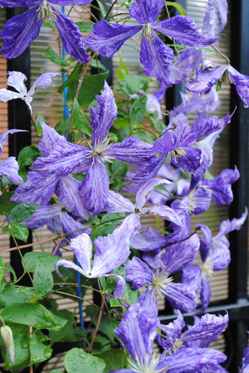 clematis Tie Dye,18 iunie - yyy 2014 Trandafiri si clematite