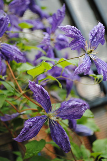 clematis Tie Dye - yyy 2014 Trandafiri si clematite