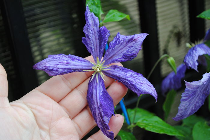 clematis Tie Dye - yyy 2014 Trandafiri si clematite
