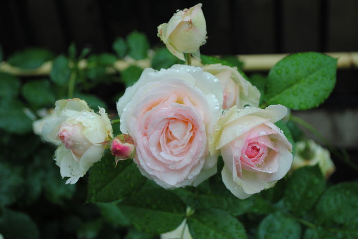 Eden Rose - yyy 2014 Trandafiri si clematite
