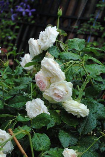 Eden Rose - yyy 2014 Trandafiri si clematite