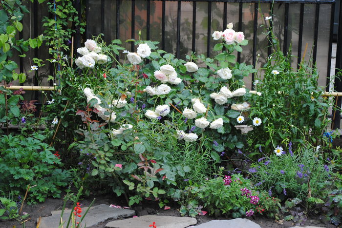 Eden Rose - yyy 2014 Trandafiri si clematite