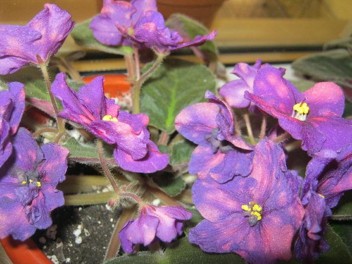Violete 28 - Bliznecy - violete 2014