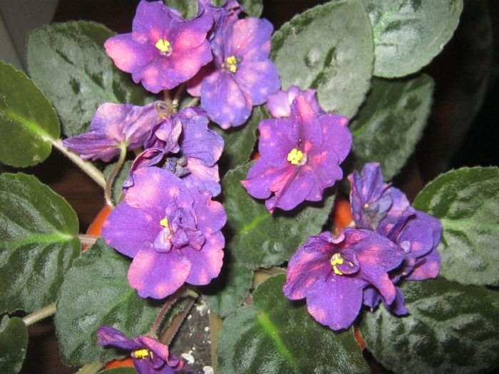 Violete 29 - Bliznecy - violete 2014