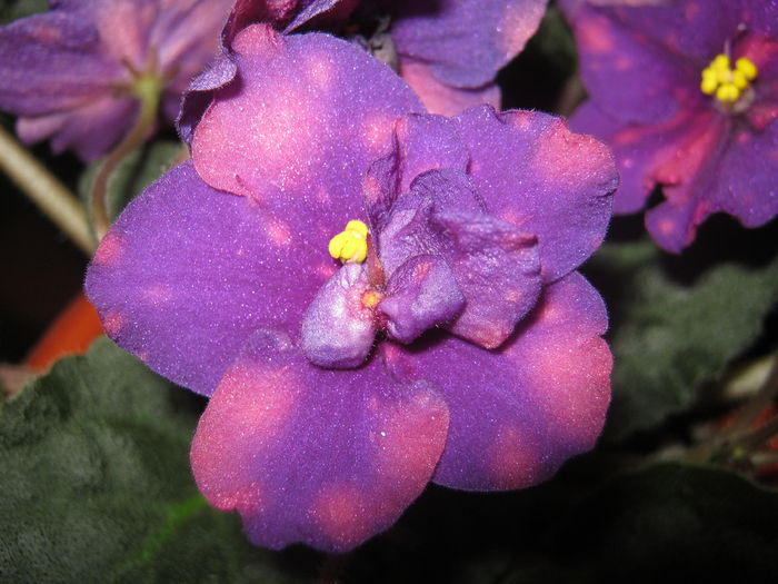 Violete 30 - Bliznecy - violete 2014