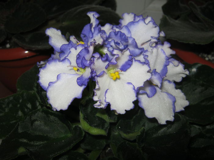 Violete 34 - violete 2014