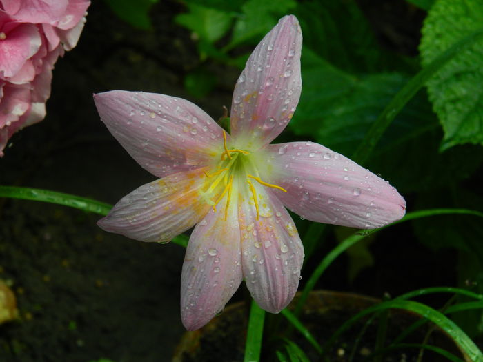 DSCN8393 - IUNIE_2_2014