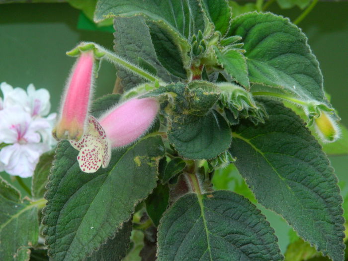 DSCN8408 - IUNIE_2_2014