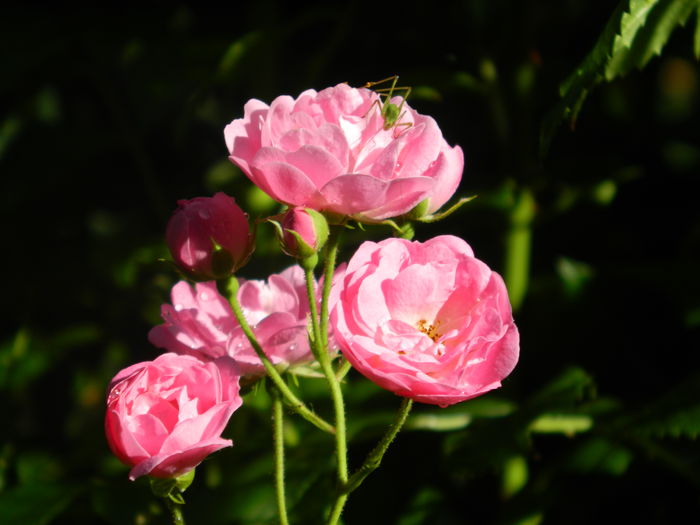 DSCN8414 - IUNIE_2_2014